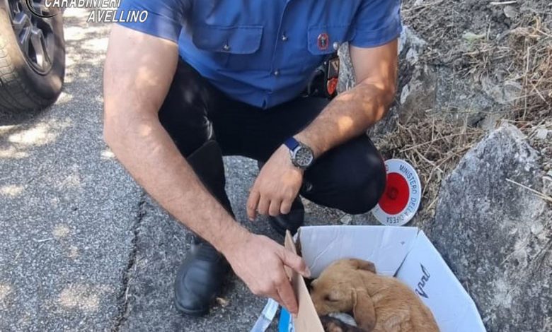 calitri carabinieri salvano cuccioli cane