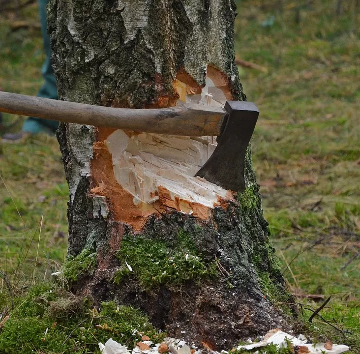 Tagliava un albero senza le opportune autorizzazioni