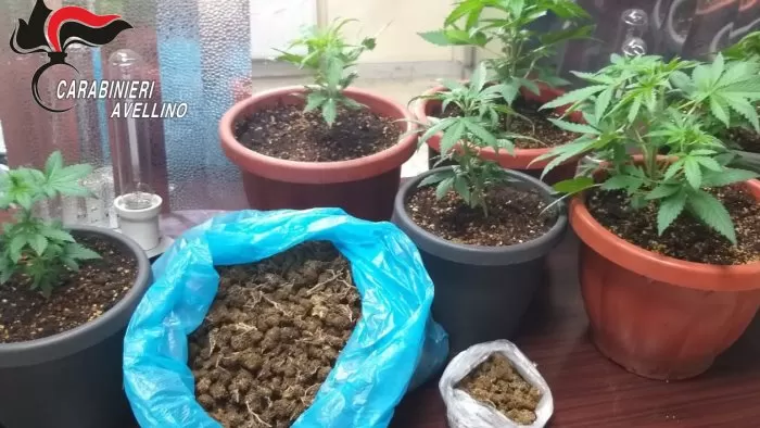 Baiano scoperta coltivazione marijuana